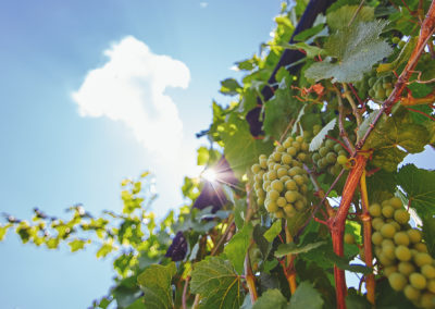 Looking up at white wine grapes on the vine at a vineyard