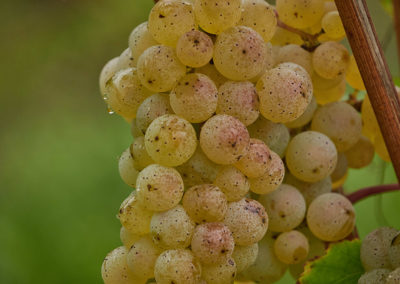 Closeup of white wine grapes on a vine